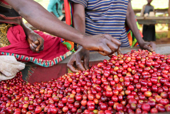 Burundi Kibingo