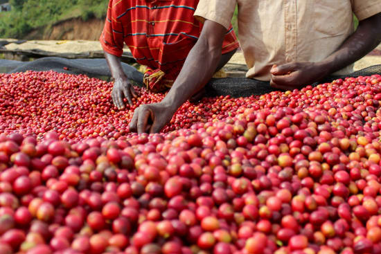 Burundi Kibingo