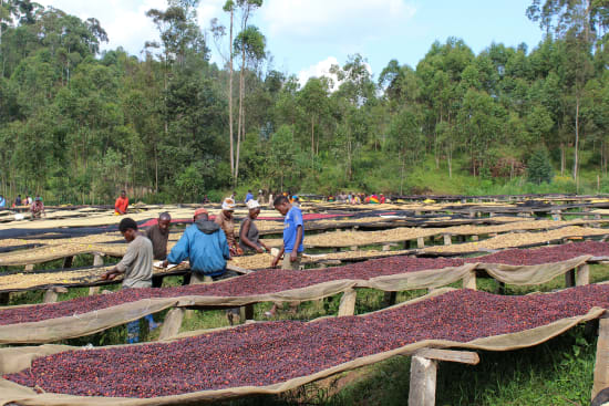 Burundi Kibingo