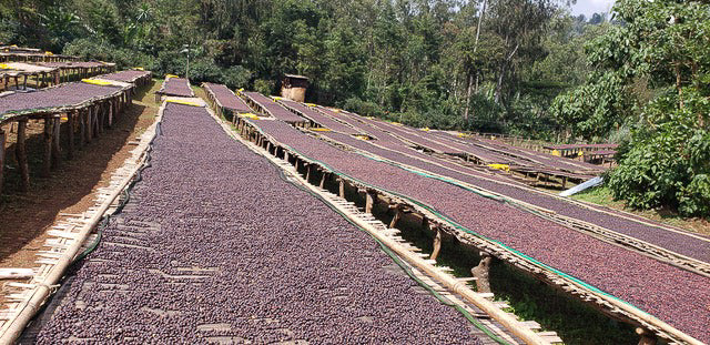Ethiopia Banko Gotiti