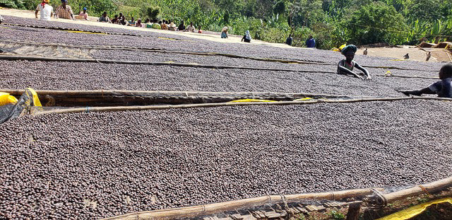 Ethiopia Banko Gotiti