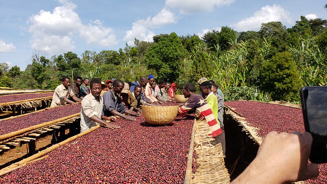 Ethiopia Banko Gotiti
