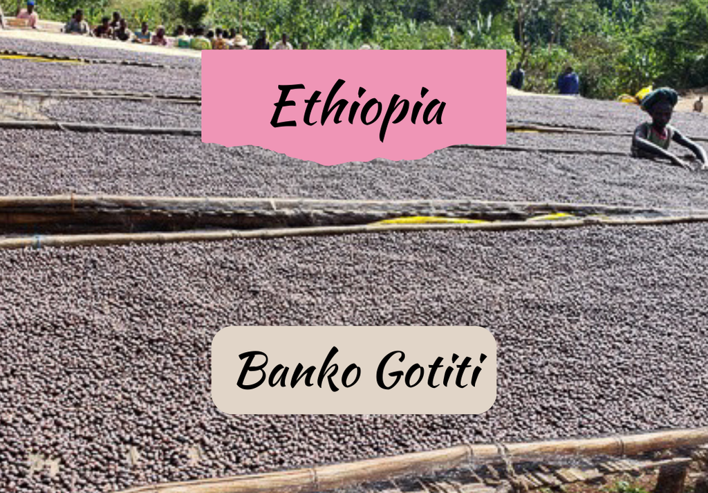 Ethiopia Banko Gotiti