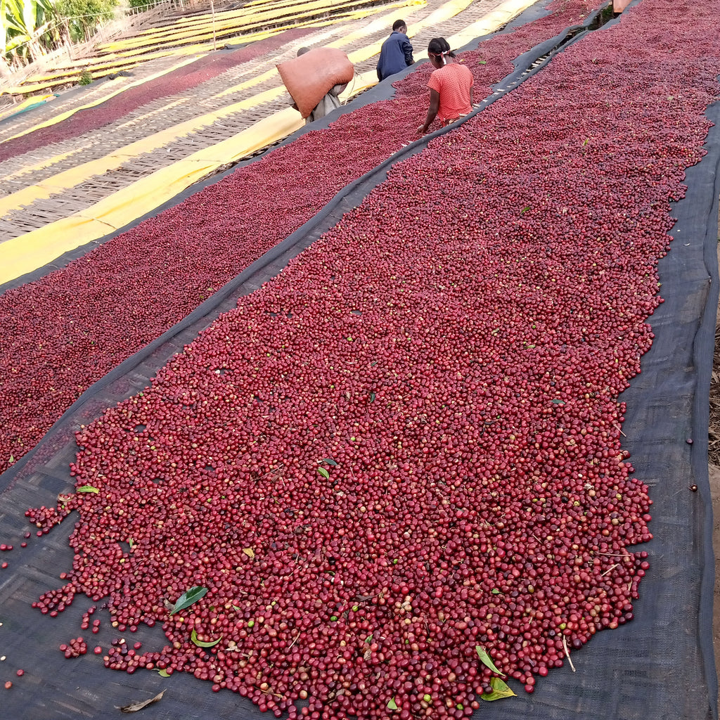 Ethiopia Mr. Mengeche Derso | Halo Beriti