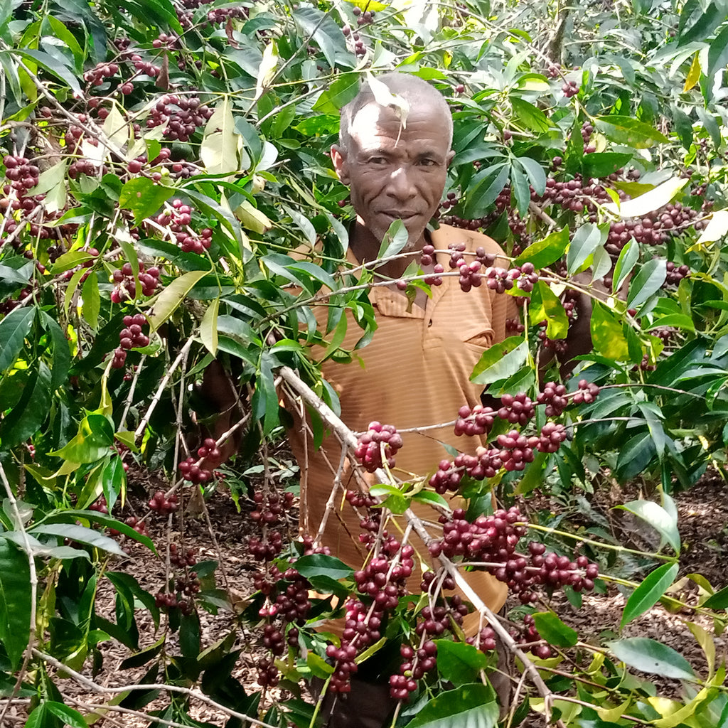 Ethiopia Mr. Mengeche Derso | Halo Beriti