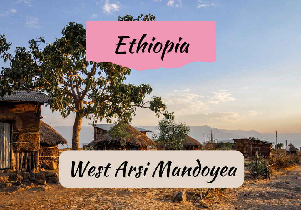 Ethiopia West Arsi Mandoyea